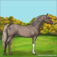 Horse Color:Silver Brown Roan Dun 