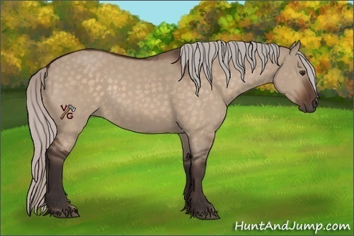 Horse Color:Silver Brown Dun 