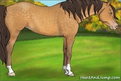 Horse Color:Sable Cream Champagne 