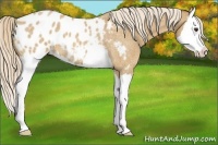 Horse Color:Palomino Roan Splash Appaloosa 