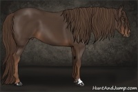 Horse Color:Liver Chestnut 