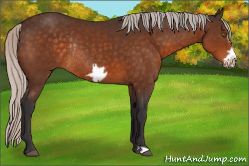 Horse Color:Silver Buckskin Frame Rabicano 