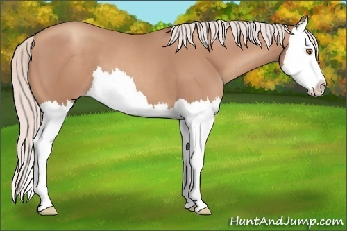 Horse Color:Silver Classic Champagne Splash