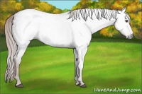 Horse Color:Gray Chocolate Palomino Roan 
