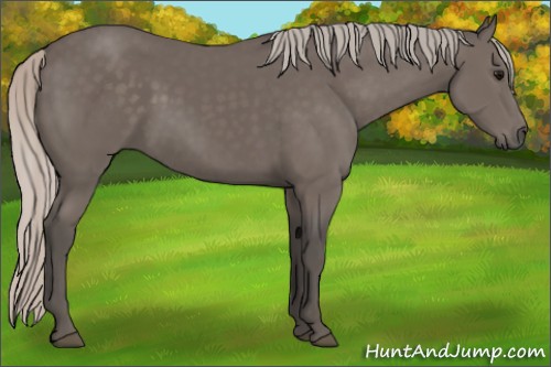 Horse Color:Silver Black 