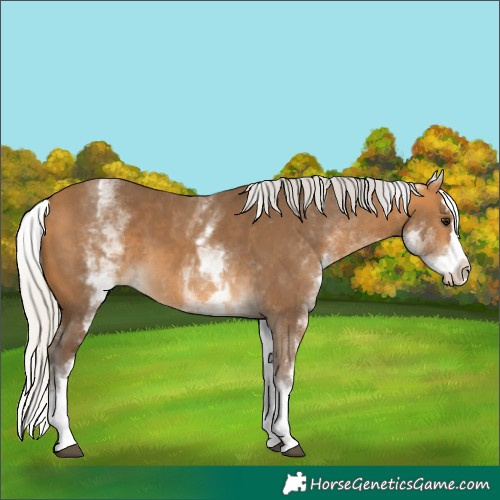 Horse Color:White Spotted Silver Buckskin Splash 