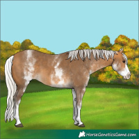 Horse Color:White Spotted Silver Buckskin Splash 