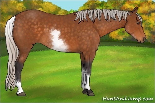 Horse Color:White Spotted Silver Buckskin 