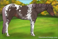 Horse Color:Painted Liver Chestnut Tobiano 