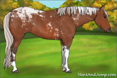 Horse Color:Silver Bay Tobiano