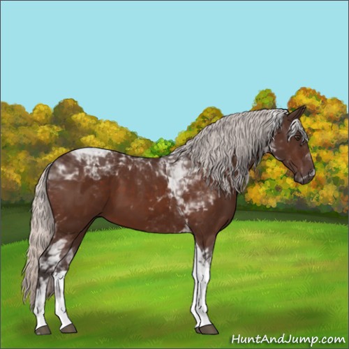 Horse Color:Silver Brown Tobiano 