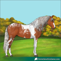 Horse Color:Silver Bay Tobiano