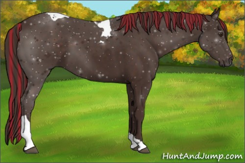 Horse Color:Painted Liver Chestnut Tobiano