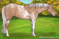 Horse Color:Silver Sable Champagne Tobiano