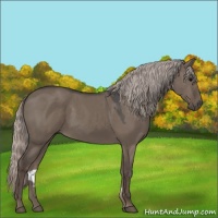 Horse Color:Silver Grullo 