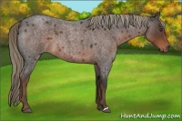 Horse Color:Liver Red Roan 