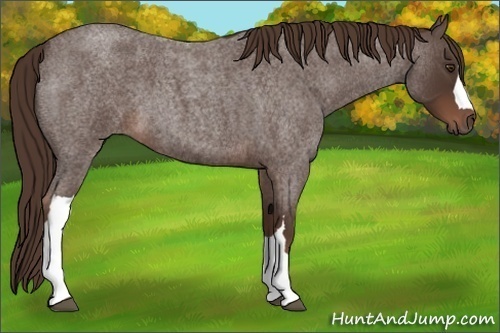 Horse Color:Liver Red Roan 