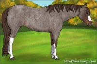 Horse Color:Liver Red Roan 