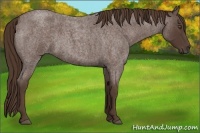 Horse Color:Liver Red Roan 