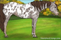 Horse Color:Liver Chestnut Ice Appaloosa 