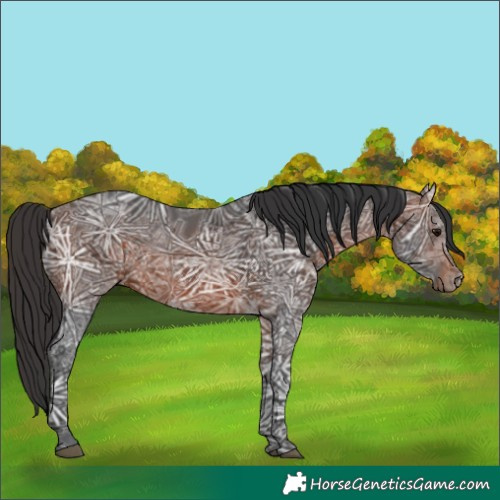 Horse Color:Bay Ice 
