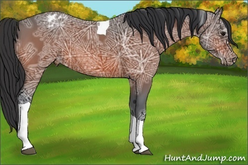 Horse Color:Bay Ice Tobiano Appaloosa 