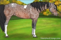 Horse Color:Bay Ice Tobiano Appaloosa 