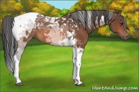 Horse Color:Bay Tobiano 