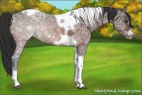 Horse Color:Brown Ice Tobiano Frame