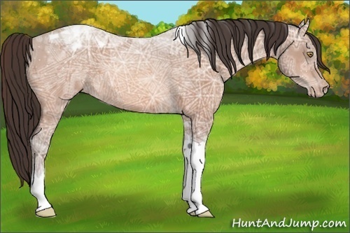 Horse Color:Sable Champagne Ice Tobiano Varnish 