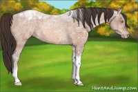 Horse Color:Sable Champagne Ice Tobiano Varnish 