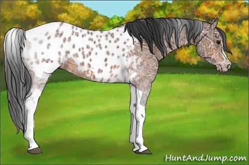 Horse Color:Bay Ice Tobiano Near Leopard 