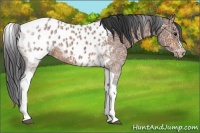 Horse Color:Bay Ice Tobiano Near Leopard 