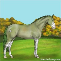 Horse Color:Watercolor Classic Champagne Sabino