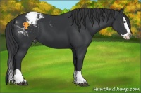 Horse Color:Black Splash Appaloosa