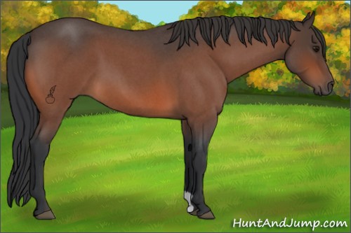Horse Color:Bay Roan 