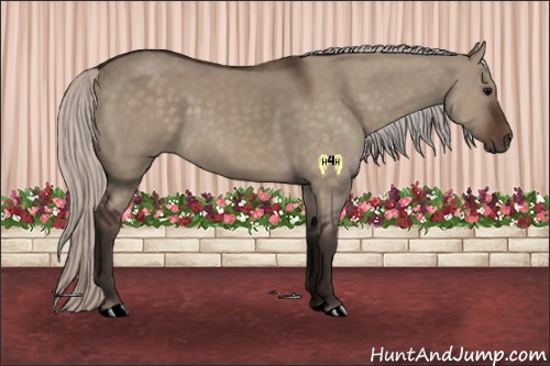 Horse Color:Silver Brown Dun