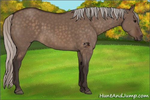Horse Color:Silver Brown Dun 