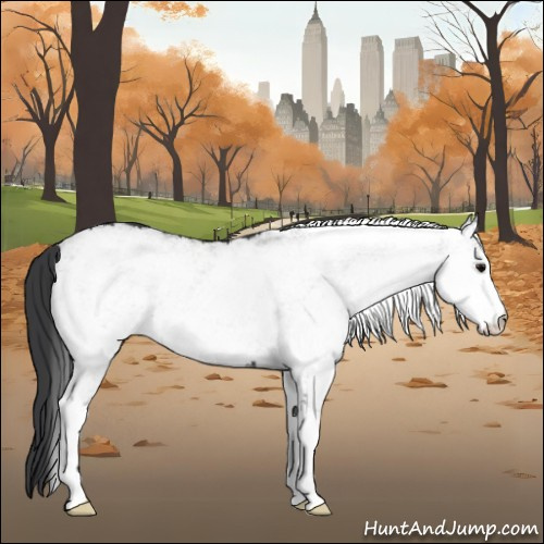 Horse Color:White Spotted Black