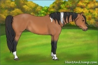 Horse Color:Bay Tobiano 