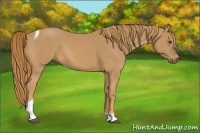 Horse Color:Chestnut Tobiano 