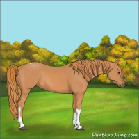 Horse Color:Chestnut Tobiano