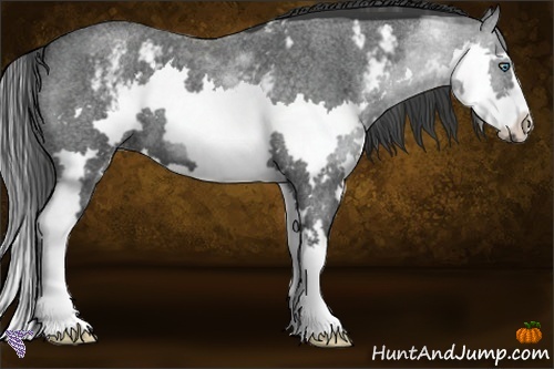 Horse Color:White Spotted Blue Roan Splash Frame 
