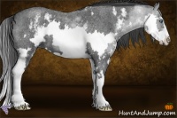Horse Color:White Spotted Blue Roan Splash Frame 