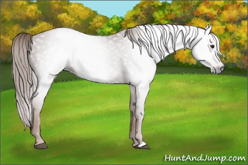 Horse Color:Gray Chestnut 