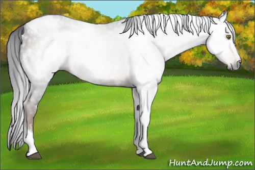 Horse Color:Gray White Spotted Liver Chestnut Tobiano Rabicano