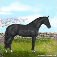 Horse Color:Black 