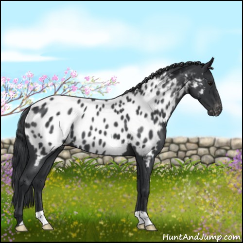 Horse Color:Blue Roan Near Leopard 