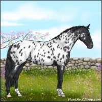 Horse Color:Blue Roan Near Leopard 