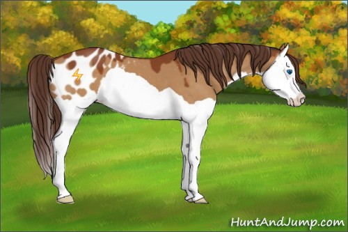 Horse Color:Buckskin Dun Splash Blanket